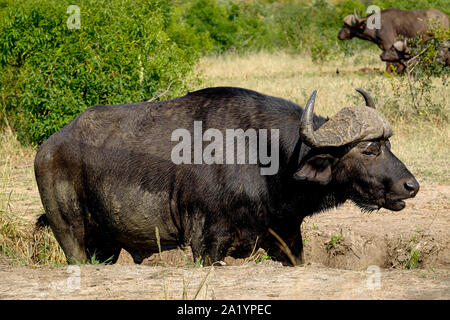 Grand mâle buffle dans la nature Banque D'Images