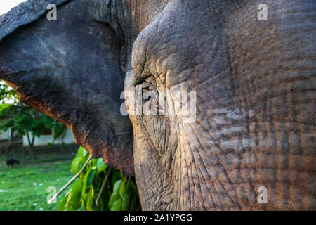 Scène de rue à Kaziranga, Golaghat District, Bochagaon, Assam, Inde : Vue rapprochée de l'œil brun d'un groupe d'éléphants indiens transportant des branches Banque D'Images