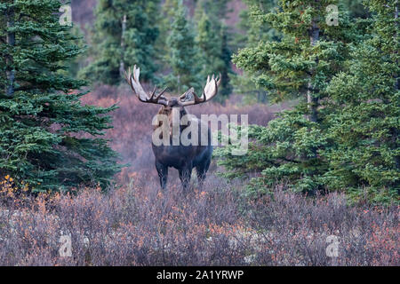 Bull Moose dans le parc national Denali, Alaska Banque D'Images