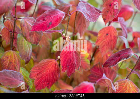 Les couleurs de l'automne dynamique sur un Bush Cranberry Banque D'Images