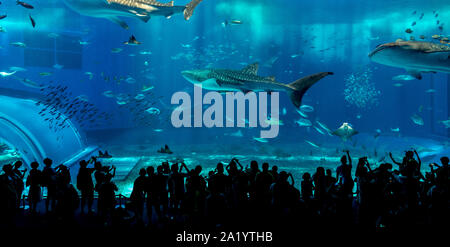 Les gens faire des photos de requins baleines en mer de Kuroshio au réservoir principal Churaumi Aquarium. L'Okinawa, Japon Banque D'Images