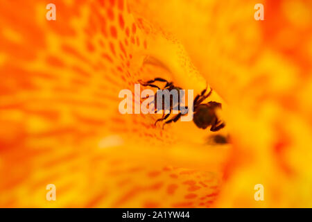 Abeilles sans dard (Trigona spp.) marche sur les pétales orange clor dans le lumineux channa soleil du matin Banque D'Images