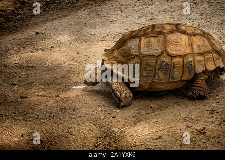 De grands tortois rampent sur le sol Banque D'Images