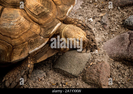 De grands tortois rampent sur le sol Banque D'Images