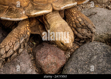 De grands tortois rampent sur le sol Banque D'Images