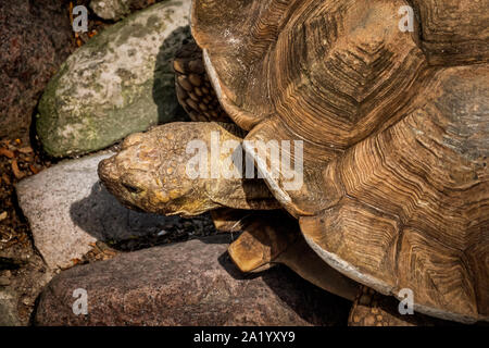 De grands tortois rampent sur le sol Banque D'Images