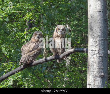 Jeunes frères et sœurs Great Horned Owl Banque D'Images