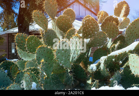 Arizona après tempête de neige raquette à neige dans les couverts de neige. Banque D'Images