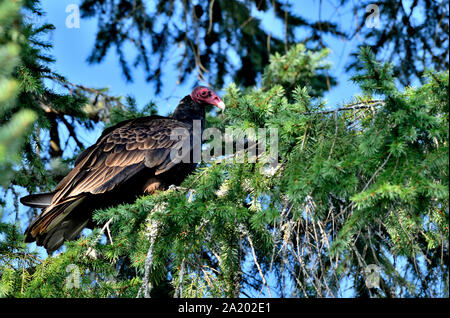 Un Urubu à tête rouge (Cathartes aura), perché sur une branche d'arbre le long de la côte de l'île de Vancouver en Colombie-Britannique au Canada. Banque D'Images