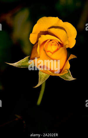 Une verticale de l'image d'une rose jaune bud poussant dans un jardin de roses en lumière chaude soirée Banque D'Images
