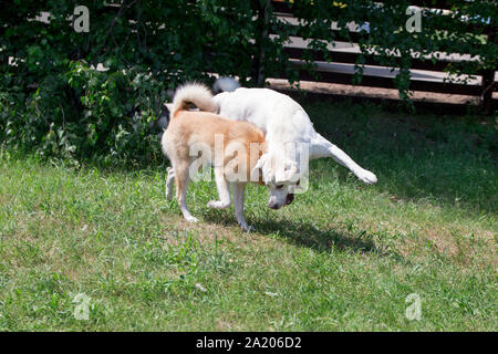 Laika de Sibérie occidentale et du labrador retriever jouent dans le parc de l'automne. Animaux de compagnie. Chien de race pure. Banque D'Images