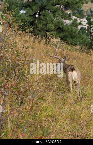 Mule Deer buck manger dehors dans l'herbe Banque D'Images