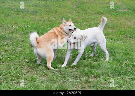 Cute laika de Sibérie occidentale et du labrador retriever jouent dans le parc de l'automne. Animaux de compagnie. Chien de race pure. Banque D'Images