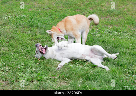 Labrador Retriever et laika de Sibérie occidentale jouent dans le parc de l'automne. Animaux de compagnie. Chien de race pure. Banque D'Images