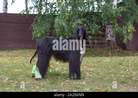 Mignon lévrier afghan est à la recherche de l'appareil photo. Greyhound Greyhound persan ou de l'Est. Animaux de compagnie. Chien de race pure. Banque D'Images