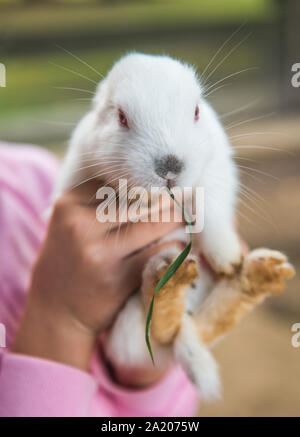 Petit lapin blanc est assis dans le bras de bébé Banque D'Images