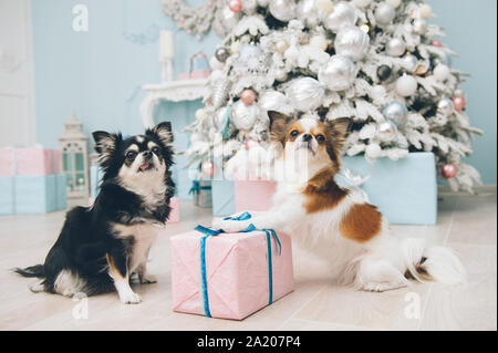 Deux chihuahua funny dog sitting near Christmas Tree avec des jouets avec boîte cadeau de Noël avec rose Banque D'Images