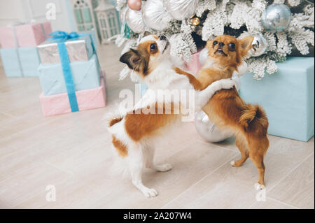 Deux petits chihuahua animaux de compagnie chiens hugging debout sur ses pattes près de l'arbre de Noël avec des boîtes cadeaux de Noël Banque D'Images