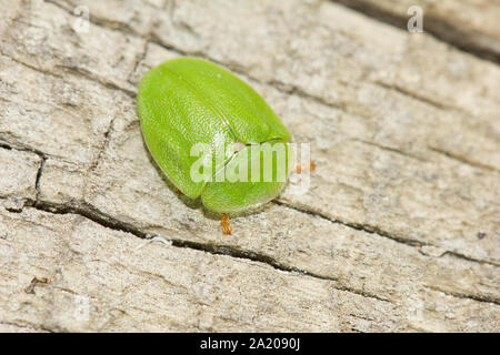 Green tortoise beetle Banque D'Images