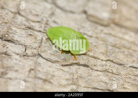 Green tortoise beetle Banque D'Images