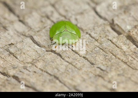 Green tortoise beetle Banque D'Images