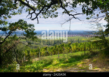 Vignes près de Dambach La Ville en Alsace en France au début de l'automne Banque D'Images