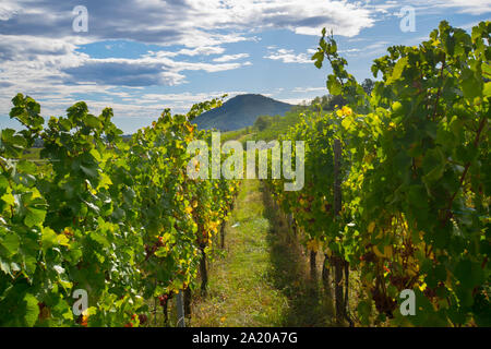 Vignes près de Dambach La Ville en Alsace en France au début de l'automne Banque D'Images