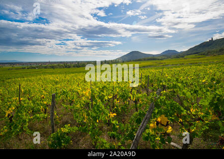 Vignes près de Dambach La Ville en Alsace en France au début de l'automne Banque D'Images