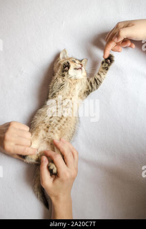 Les gens jouent avec ses mains avec un joli chaton British golden chinchilla cochée Banque D'Images