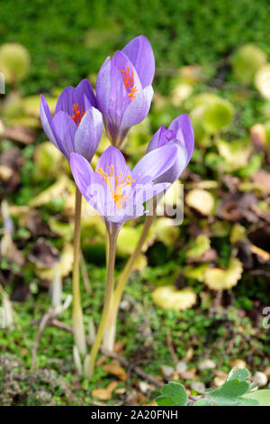Crocus d'automne, Crocus speciosus Crocus d'automne, grandes, l'Bieberstein, en fleurs de crocus, septembre, Automne, automne Banque D'Images