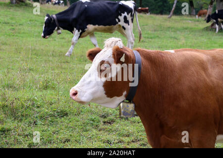 Les vaches broutent les prairies alpines vert haut dans les montagnes Banque D'Images