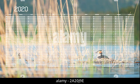 Calendrier Mural annuel modèle Planificateur pour l'an 2020. Grèbe huppé leurs œufs dans un nid. Podiceps cristatus. La photographie de la faune avec blurre Banque D'Images