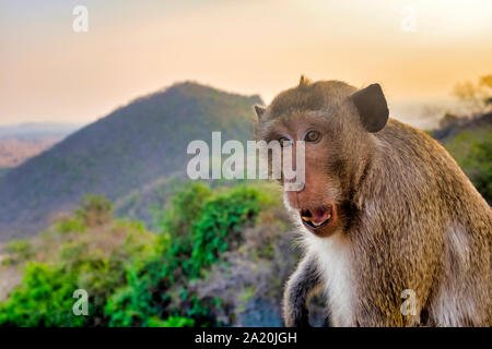 Manger du crabe macaque (Macaca fascicularis) montrant des signes d'agression dans la région de Da nang, Vietnam Banque D'Images