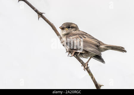 Un jeune sparrow est perché sur une branche à gauche isolé sur fond blanc Banque D'Images