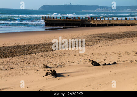 Bois flotté à demi-enterré sur la plage de durban avec pier et bluff à distance Banque D'Images