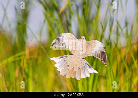 Colombe sauvage révélant les mouches d'aile sur fond de nature sauvage, nature vert Banque D'Images