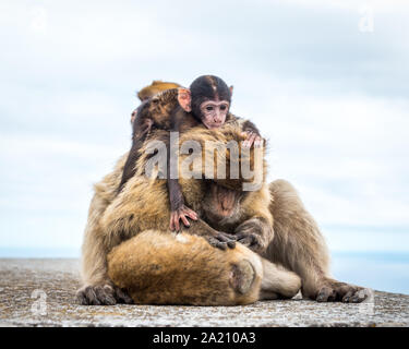 Les Macaques de Barbarie (Macaca sylvanus) sur le rocher de Gibraltar. Un touriste mettez en surbrillance, vous pouvez vous rapprocher de ces singes dans leur habitat naturel. Banque D'Images