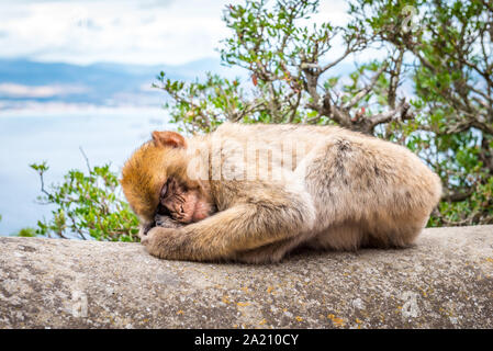 Les Macaques de Barbarie (Macaca sylvanus) sur le rocher de Gibraltar. Un touriste mettez en surbrillance, vous pouvez vous rapprocher de ces singes dans leur habitat naturel. Banque D'Images