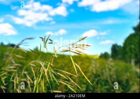 Le brome inerme (Bromus inermis) sur un pré, ciel bleu, nuages blancs, arbres, en zone de montagne sur une journée d'été. Le brome est une route ou Banque D'Images