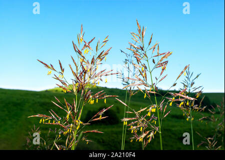 La floraison le brome inerme (Bromus inermis) dans la région des Highlands sur une journée d'été. Le brome est un champ en bord de route ou résistante à la sécheresse. Banque D'Images