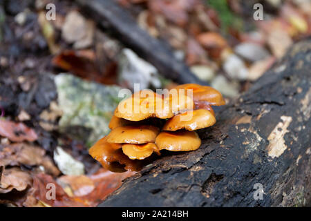 champignons Banque D'Images