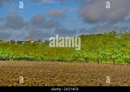 Le tournesol, tête baissée, Dordogne, vallée de la dordogne, Périgord, Aquitaine, France Banque D'Images