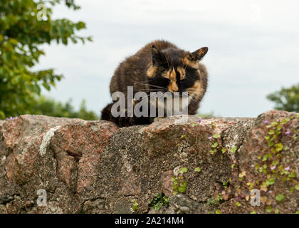 Tomcat sur mur de briques. Iona, Hébrides intérieures, Ecosse Banque D'Images