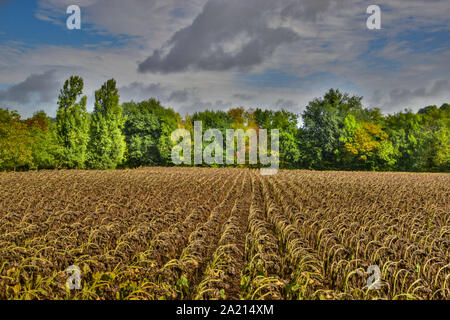 Le tournesol, tête baissée, Dordogne, vallée de la dordogne, Périgord, Aquitaine, France Banque D'Images