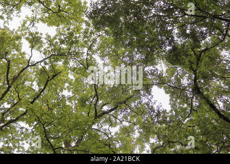 Sous l'ombre de grands arbres avec des branches au tropical lieu en Inde Banque D'Images