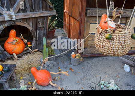 Les droits de l'Pumkins prépare à voler avec un ballon à air chaud Banque D'Images