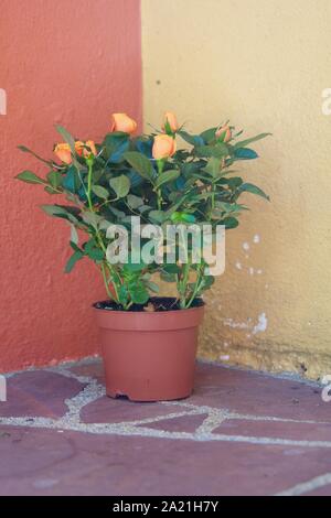 Gros plan d'un peu de couleur orange rose bush en face d'un mur de la Méditerranée n'est pas parfait Banque D'Images