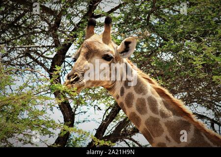 Girafe brouter sur une feuille Banque D'Images