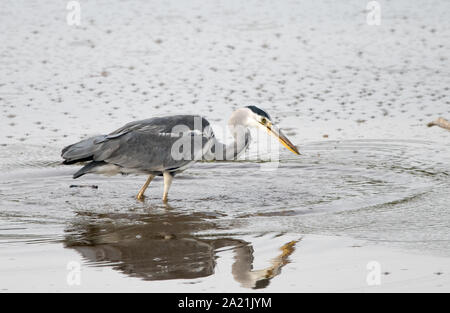 Héron cendré (Ardea cinerea) manger un poisson Banque D'Images