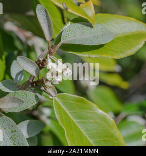 Fleurs / fleurs de l'hybride Oleaster Elaeagnus ebbingei également connu sous le nom d'Elaeagnus submacrophylla, en croissance sauvage dans les dunes de sable de la plage de Cornwall Banque D'Images